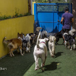 dog-day-club-12