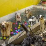 dog-day-club-15