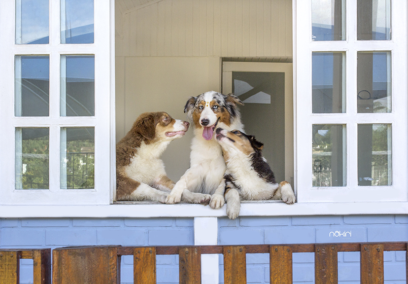 Como é a Hou House em São Paulo! Per care e Dog Club